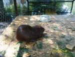 Кормим живность