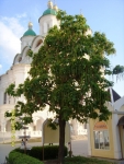 Акация переросток