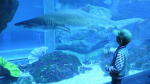 Dubai Aquarium and Underwater Zoo